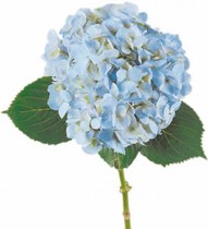 Hydrangea - by one